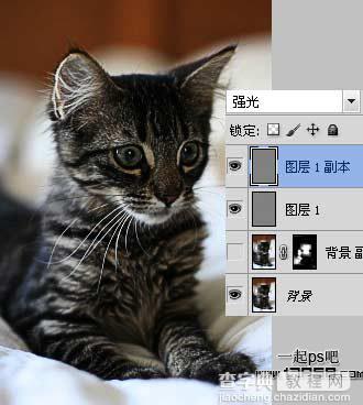 photoshop巧用滤镜工具提升猫咪图片的清晰度效果教程5