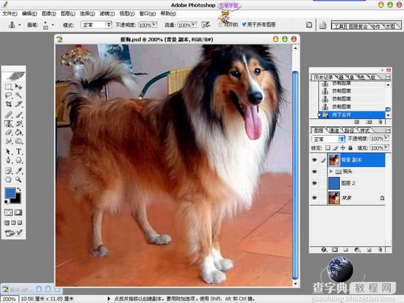 Photoshop抠图教程：抠出毛茸茸的狗狗10