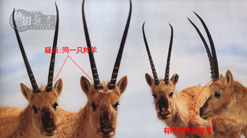 照片真假鉴别法6