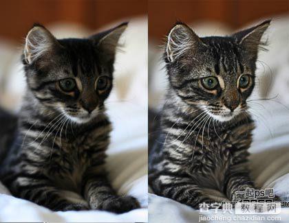 photoshop巧用滤镜工具提升猫咪图片的清晰度效果教程1