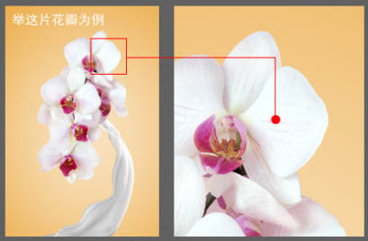 Photoshop合成牛奶泼洒出纯白色花朵的效果12