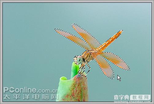 Photoshop CS3教程：蜻蜓落荷花动画5