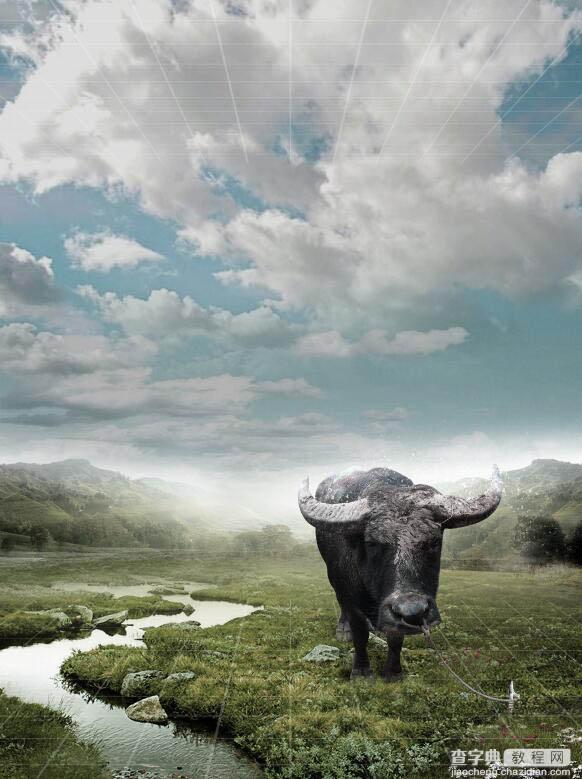Photoshop制作雨中野外孤独行走的一头牛海报18
