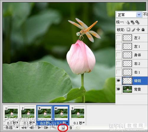 Photoshop CS3教程：蜻蜓落荷花动画23