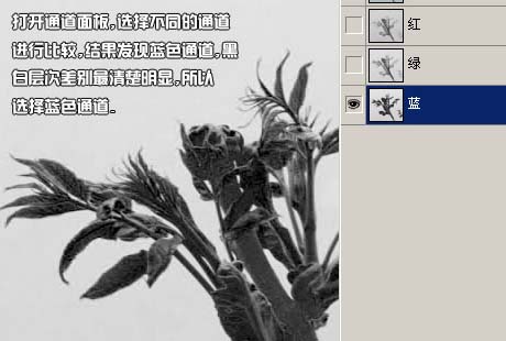 Photoshop通道抠图花卉照片教程3