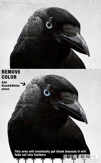 Photoshop 打造一幅黑白的乌鸦插画9