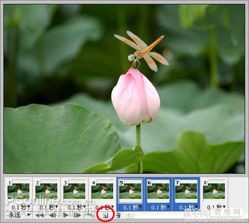 Photoshop CS3教程：蜻蜓落荷花动画25