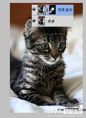 photoshop巧用滤镜工具提升猫咪图片的清晰度效果教程7