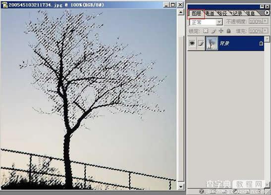 photoshop树木枝叶四种抠图的方法介绍10