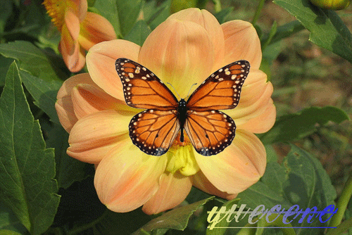 Photoshop 蝶恋花动画效果1