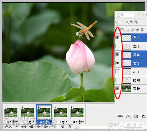 Photoshop CS3教程：蜻蜓落荷花动画24