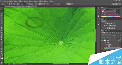 Photoshop制作荷叶上的水滴效果11
