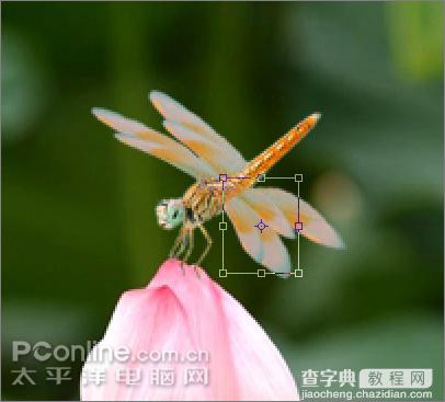 Photoshop CS3教程：蜻蜓落荷花动画18