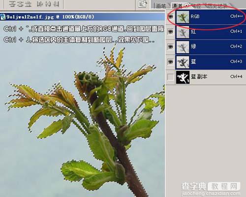Photoshop通道抠图花卉照片教程8