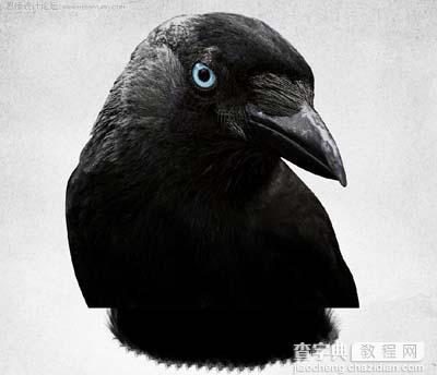 Photoshop 打造一幅黑白的乌鸦插画10