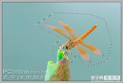 Photoshop CS3教程：蜻蜓落荷花动画3