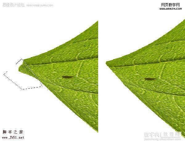 利用叶子的局部制作一张完整的叶子9