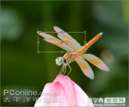 Photoshop CS3教程：蜻蜓落荷花动画17