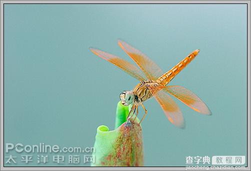 Photoshop CS3教程：蜻蜓落荷花动画2