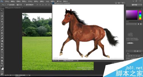 入门:PS简单快速抠出一匹马1
