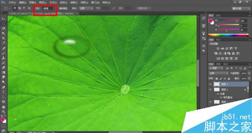 Photoshop制作荷叶上的水滴效果14