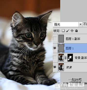 photoshop巧用滤镜工具提升猫咪图片的清晰度效果教程4