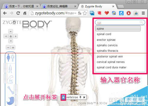 人体浏览器是什么？谷歌人体浏览器的使用方法11