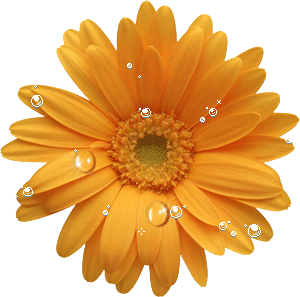 Photoshop设计制作出花瓣上滚动的水珠效果教程1